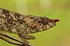 Kam�leon fra Madagaskar Calumma brevicornis, Chamaeleonidae P�rinet NP (Parc National d Andasibe-Mantadia NP) Madagaskar Afrika krybdyr 