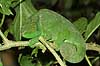 Parsons kam�leon Calumma parsonii, Chamaeleonidae Marozevo Madagaskar Afrika krybdyr 