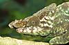 Parsons kam�leon Calumma parsonii, Chamaeleonidae Marozevo Madagaskar Afrika krybdyr 