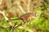 Kam�leon fra Madagaskar Furcifer bifundus, Chamaeleonidae Marozevo Madagaskar Afrika krybdyr 