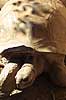 Aldabra k�mpeskildpadde fra Seychellerne Dipsochelys dussumieri, Testuidae Antananarivo ZOO Madagaskar Afrika krybdyr 