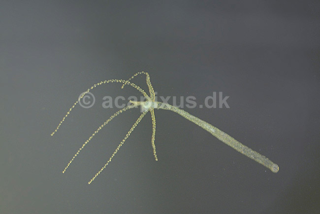 Hydra, Ferskvandspolyp; Hydra spec.; ; ; ; polypdyr; 