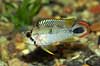 Sydamerikansk dv�rgcichlide, han Apistogramma panduro    fisk akvarium akvariefisk