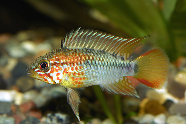 Sydamerikansk dv�rgcichlide, han; Apistogramma viejita; ; ; ; fisk; akvarium akvariefisk