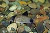 Pansermalle Corydoras panduro    fisk akvarium akvariefisk