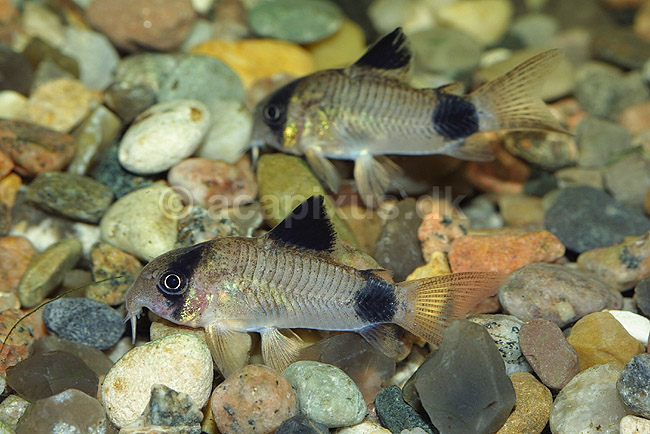Pansermaller; Corydoras panduro; ; ; ; fisk; akvarium akvariefisk