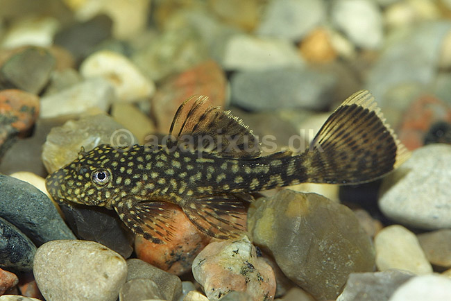 Sugemalle; Ancistrus spec; ; ; ; fisk; akvarium akvariefisk