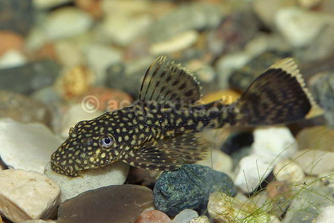 Sugemalle; Ancistrus spec; ; ; ; fisk; akvarium akvariefisk