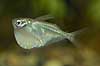 Glas�ksefisk Carnegiella myersi    fisk akvarium akvariefisk