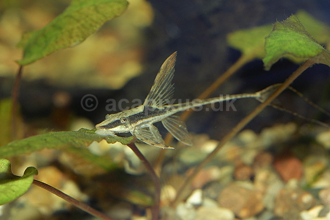 Grenmalle; Sturisoma aureum (Farowella); ; ; ; fisk; akvarium akvariefisk