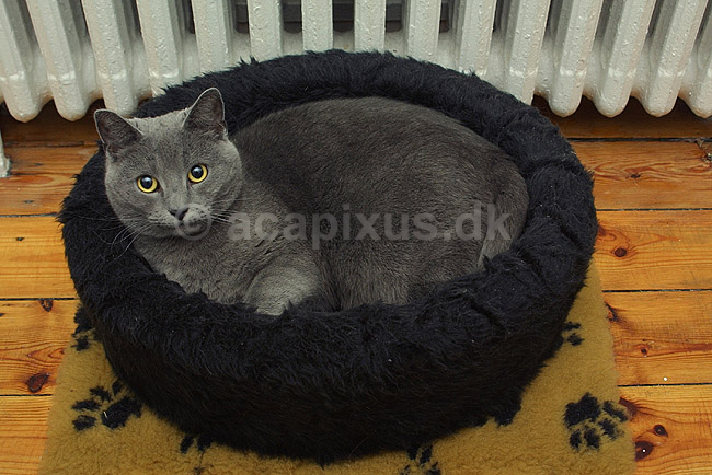 Huskat i sin kurv; Felis catus, Felidae; ; ; ; pattedyr; k�ledyr huskatte duchesne