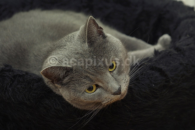 Huskat i sin kurv; Felis catus, Felidae; ; ; ; pattedyr; k�ledyr huskatte duchesne