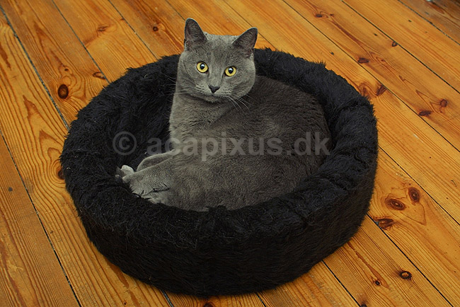 Huskat i sin kurv; Felis catus, Felidae; ; ; ; pattedyr; k�ledyr huskatte duchesne