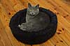 Huskat i sin kurv Felis catus, Felidae    pattedyr k�ledyr huskatte duchesne