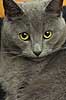 Huskat i sin kurv Felis catus, Felidae    pattedyr k�ledyr huskatte duchesne