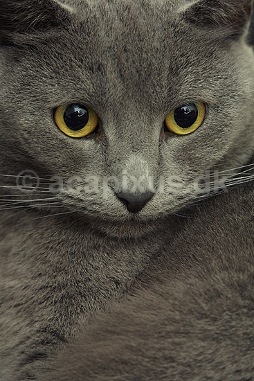 Huskat i sin kurv; Felis catus, Felidae; ; ; ; pattedyr; k�ledyr huskatte duchesne