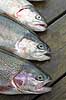 Trouts Salmo gairdneri  Sweden Europe fish sports fishing angling