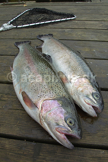 Regnbue�rreder landet p� b�debro; Salmo gairdneri; ; Sverige; Europa; fisk; sportsfiskeri spisefisk lystfiskeri