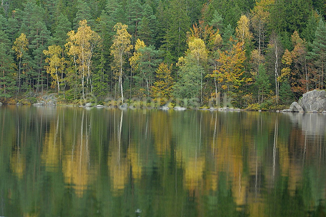 S� og skov landskab i Sverige; ; ; Sverige; Europa; ; landskaber