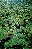 Catfish Creek, near Ubirr in Kakadu National Park  Kakadu NP / Northern Territory Australia Australia plants 