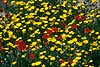 Flowers on field near Chot el Jerid  Chot el Jerid Tunesia Africa plants 