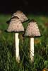 Fungus Coprinus comatus Kullen Sweden Europe fungi 