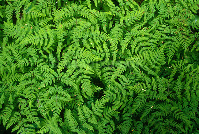 Skovbund med bregner i tempereret regnskov; ; Olympic National Park / Washington State; USA; Nord Amerika; planter; 