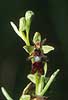 Orchid Ophrys insectifera �land Sweden Europe plants 