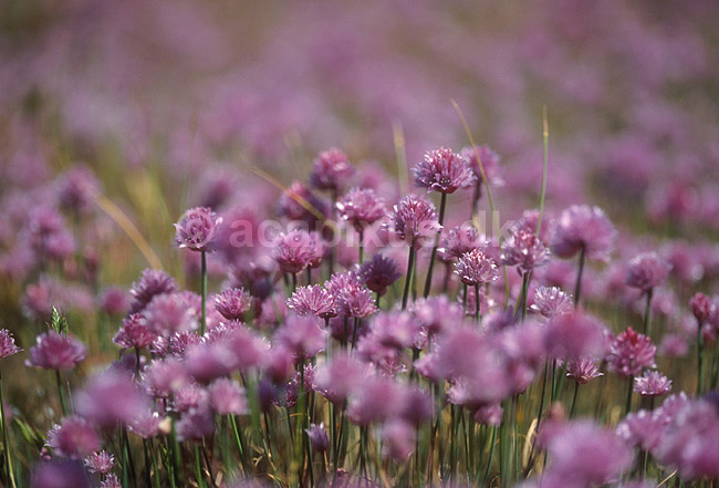 Almindelig Purl�g; Allium schoenoprasum; �land; Sverige; Europa; planter; 