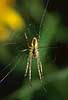 Spider Araneus diademata, Araneidae Have i �lstykke, Sealand   spiders 