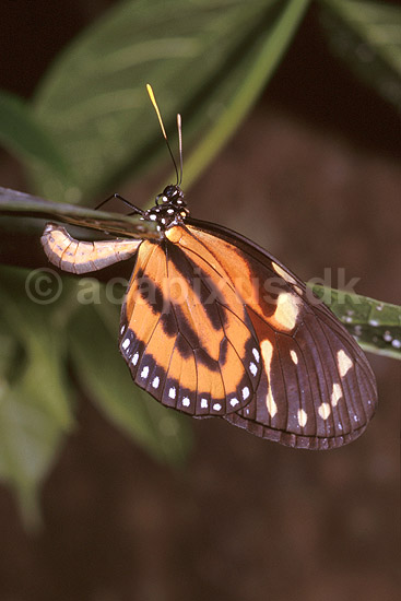 Sommerfugl l�gger �g p� undersiden af blad; ; Tambopata-Candamo Reserve / Amazonas / Peru; Peru; Syd Amerika; insekter; sommerfugle