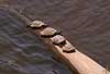 Tortuises baking in the sun  Yasuni NP / Amazonas Equador South america reptiles 