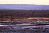 Cranes flying to the dansing place in the dusk Grus grus, Gruidae Lake Hornborga Sweden Europe birds 