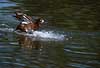 Duck landing on water Aythya fuligula, Anatidae Utterslev Mose / Sealand   birds 