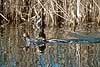 Gr�and han fors�ger at parre med en Taffeland hun Anas platyrhynchos, Anthya ferina, Anatidae Utterslev Mose / Sj�lland   fugle 
