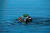 Gr�and han og hun under parring Anas platyrhynchos, Anatidae Utterslev Mose / Sj�lland   fugle 