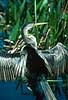 Anhinga, snakebird Anhinga anhinga, Anhingidae Shark Valley / Everglades NP / Florida USA North america birds 