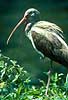 American White Ibis Eudocimus albus, Threskiornithidae Snake Bight / Everglades NP / Florida USA North america birds 