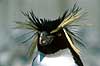 Spring pingvin Eudyptes crestatus, Spheniscidae K�benhavn ZOO   fugle 
