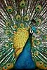 Indisk p�fugl Pavo cristatus, Phasianidae Hwange Safari Lodge Zimbabwe Afrika fugle 