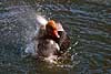 R�dhovedet and netter sig Netta rufina, Anatidae K�benhavn ZOO   fugle 