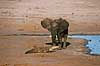 Afrikansk elefant, unge bortjager krokodille Loxodonta africana, Elefantidae, Crocodylus niloticus, Crocodylidae Nyamandhlovu Pan / Hwange NP Zimbabwe Afrika pattedyr 