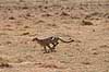 Gepard Acinonyx jubatus, Felidae Serengeti NP Tanzania Afrika pattedyr 