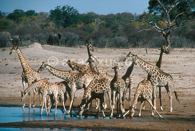 Massai giraf drikker ved vandhul; Giraffa camelopardalis, Giraffidae; Nyamandhlovu Pan / Hwange NP; Zimbabwe; Afrika; pattedyr; 