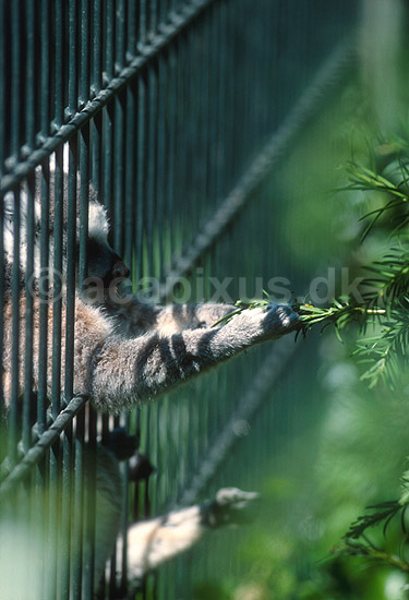 Katta, kattemaki, halemaki; Lemur catta, Lemuridae; ZOO / K�benhavn; ; ; pattedyr; 