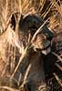 Lion hiding in the grass Panthera leo, Felidae Moremi NP Botswana Africa mammals 