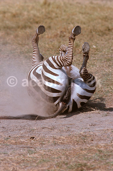 Alm. zebra, Burchells zebra; Equus burchelli, Equidae; Ngorongoro NP; Tanzania; Afrika; pattedyr; 