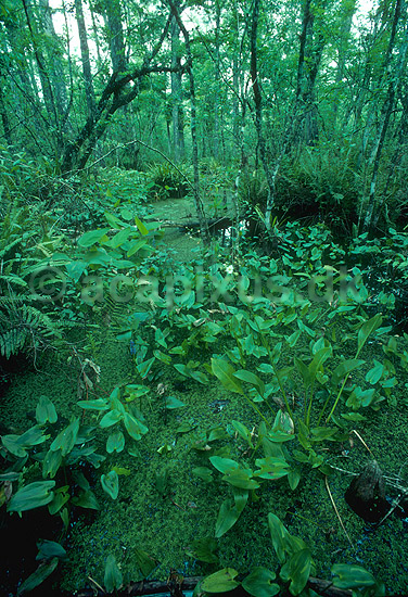 Corkscrew Swamp Sanctuary. Ejes af National Audubon Society.; ; Corkscrew Swamp Sanctuary / Florida; USA; Nord Amerika; ; landskaber