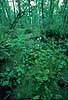 Corkscrew Swamp Sanctuary. Owned by National Audubon Society.  Corkscrew Swamp Sanctuary / Florida USA North america  landscapes