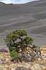 Old pinetree in front of sand dunes in Great Sanddunes Natl. Monum.  in Colorado  Great Sanddunes / Rocky Mountains / Colorado USA North america  landscapes